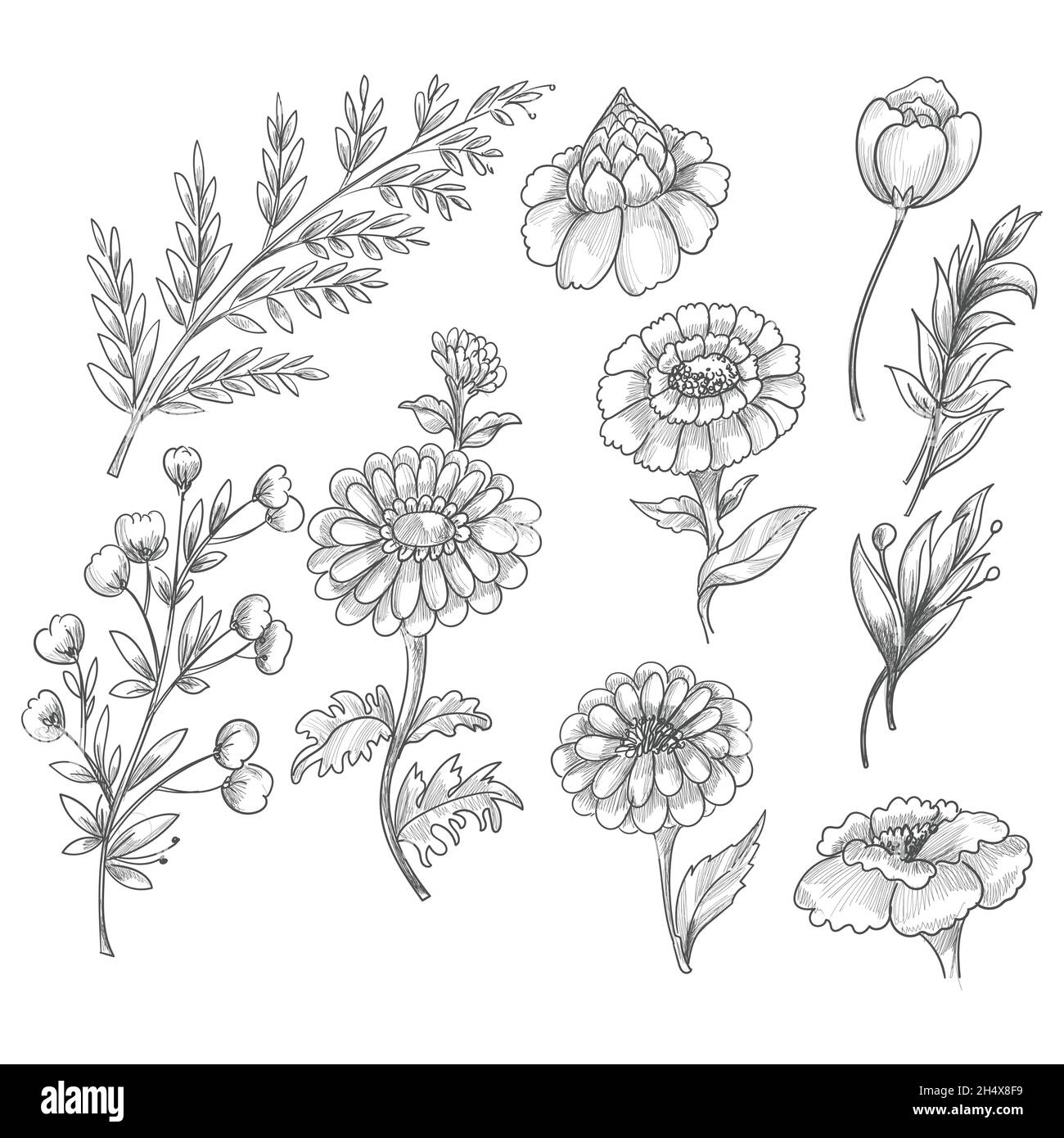Hand drawn floral decorative set elements Stock Vector Image & Art - Alamy