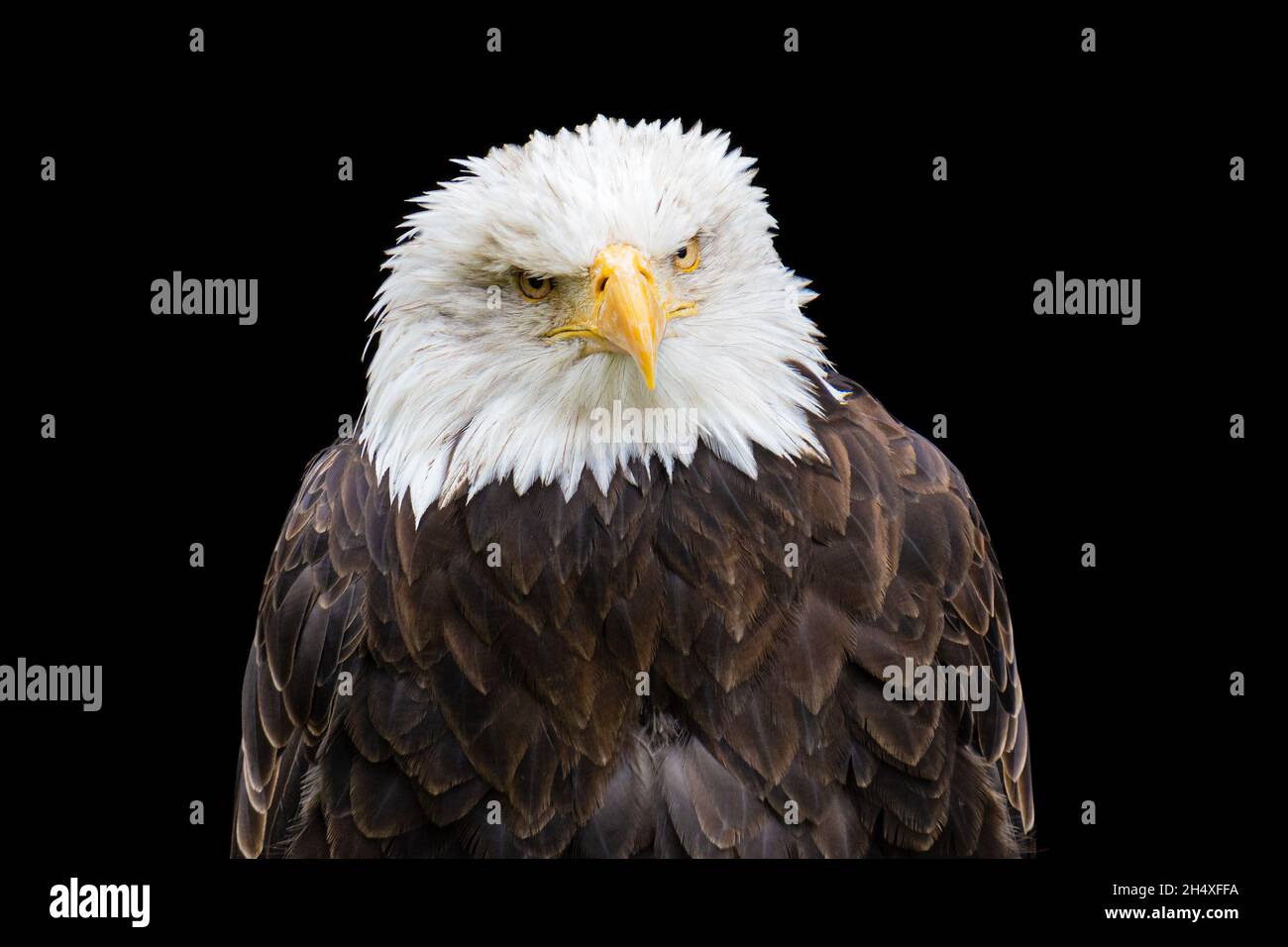 Bald eagle portrait on black background Stock Photo