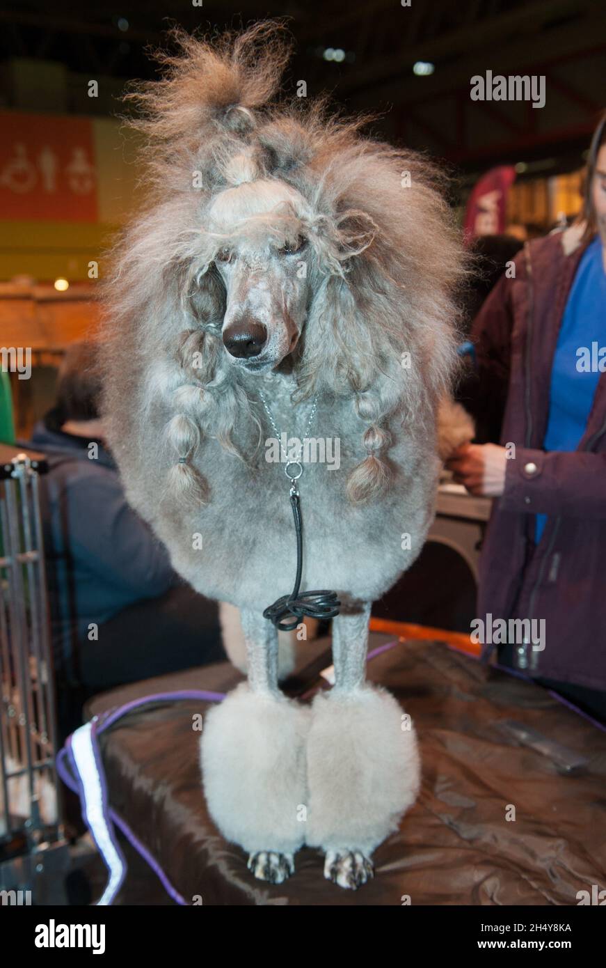 Second day of Crufts 2017 dog show at the NEC in Birmingham, UK. Picture date: Friday 10 March, 2017. Photo credit: Katja Ogrin/ EMPICS Entertainment. Stock Photo