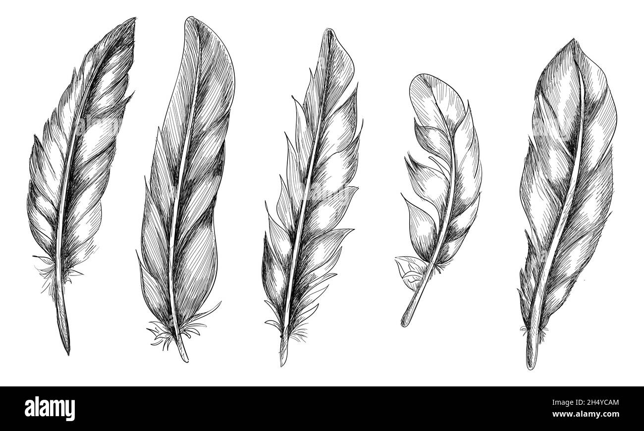 Hand drawn feathers set on white background Stock Vector Image & Art ...