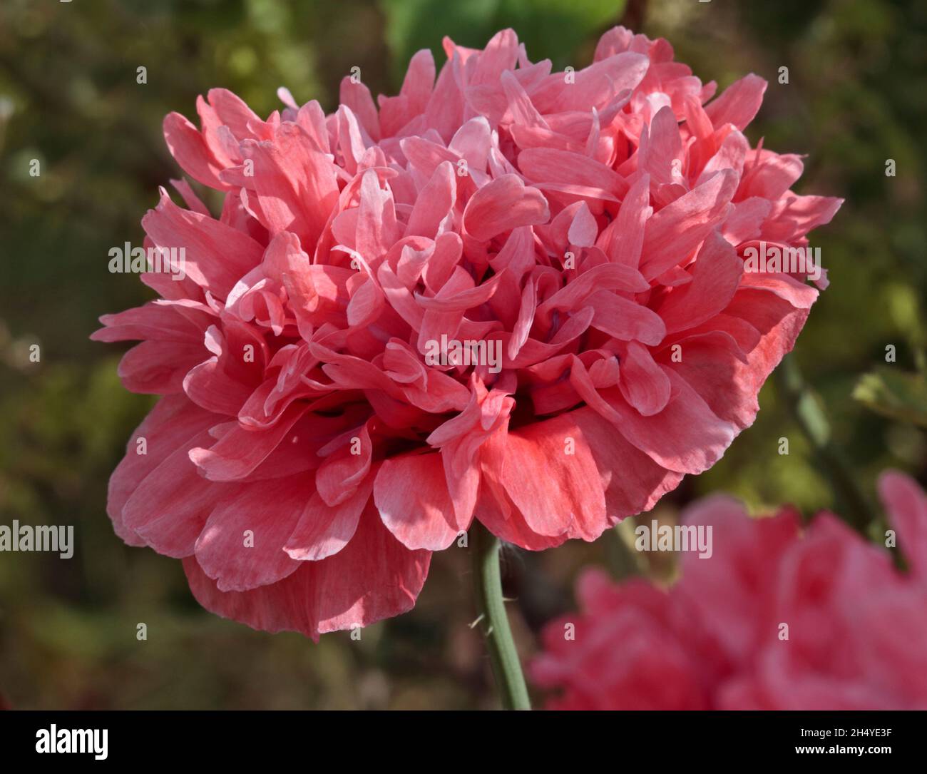 Double Pink Opium Poppy Stock Photo