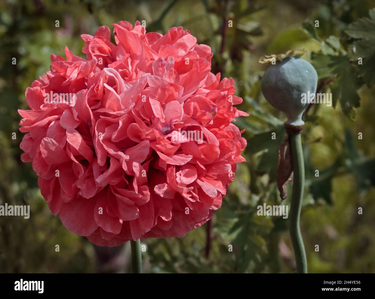 Pink Opium Poppy (papaver somniferum Stock Photo - Alamy
