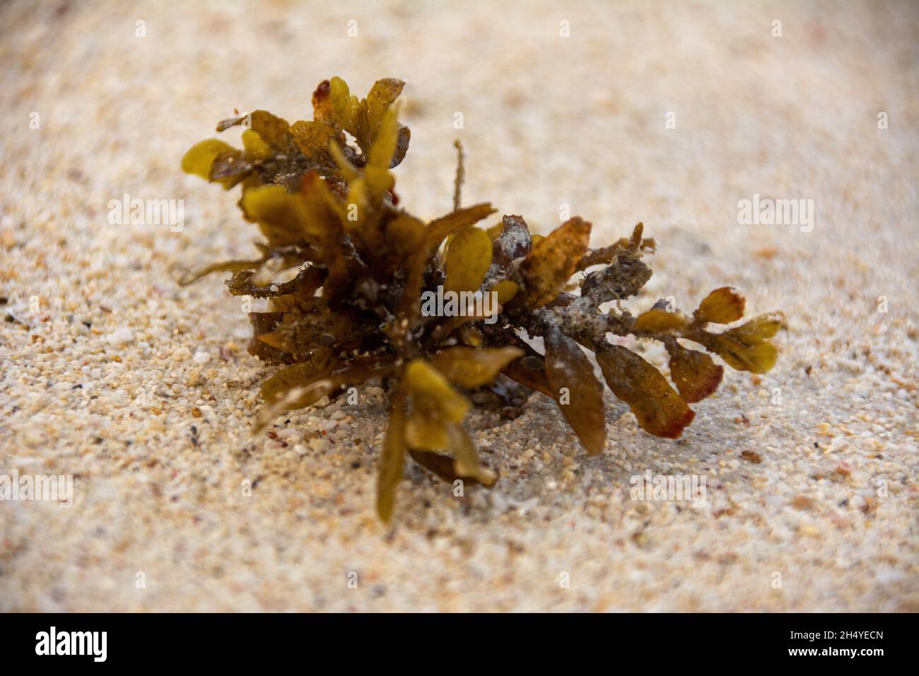 Closeup shot of a rockweed on the beach Stock Photo