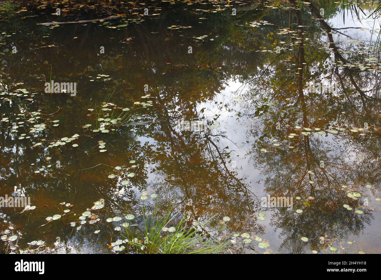 Beautiful shot of the reflection of trees on the lake Stock Photo - Alamy