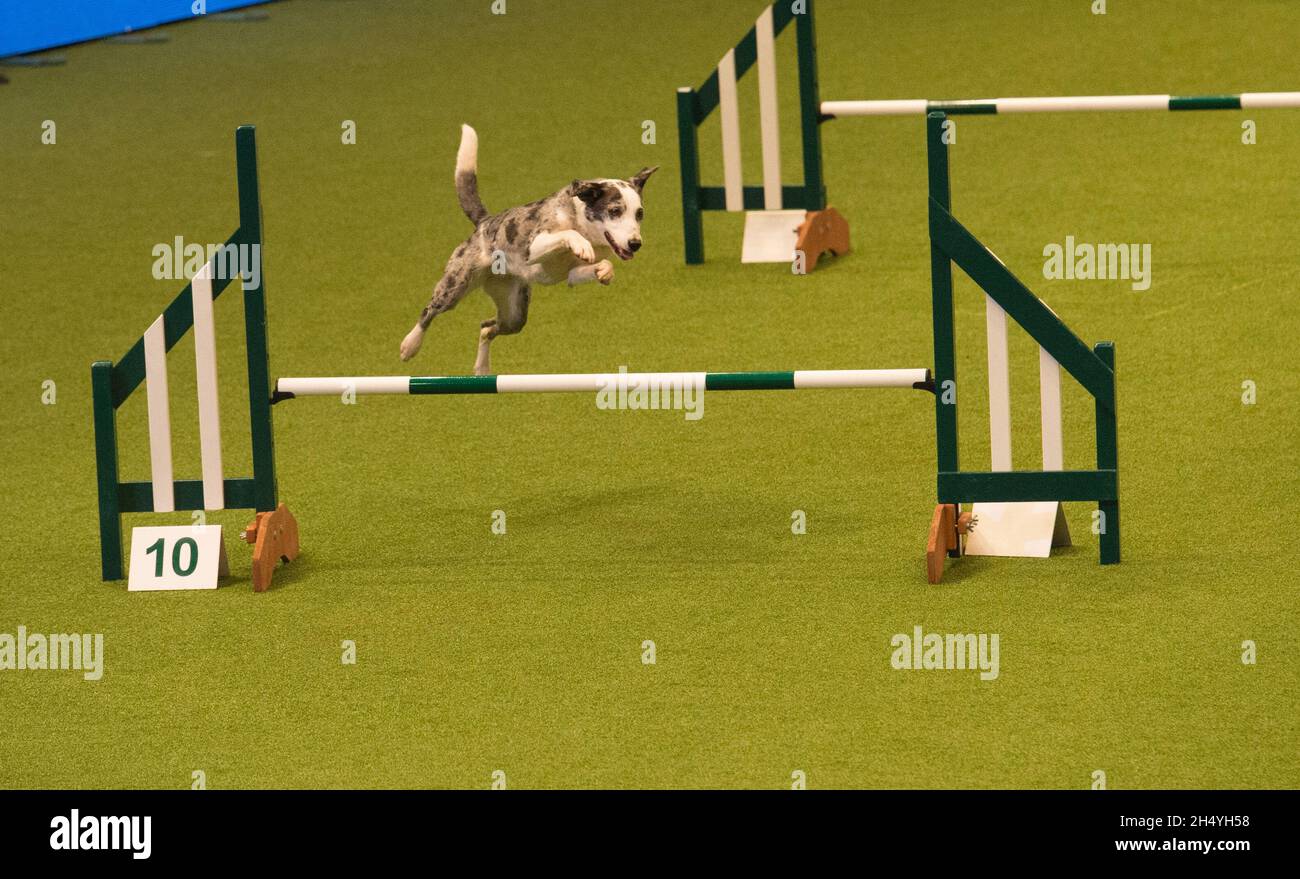 Dog agility 2024 shows 2019