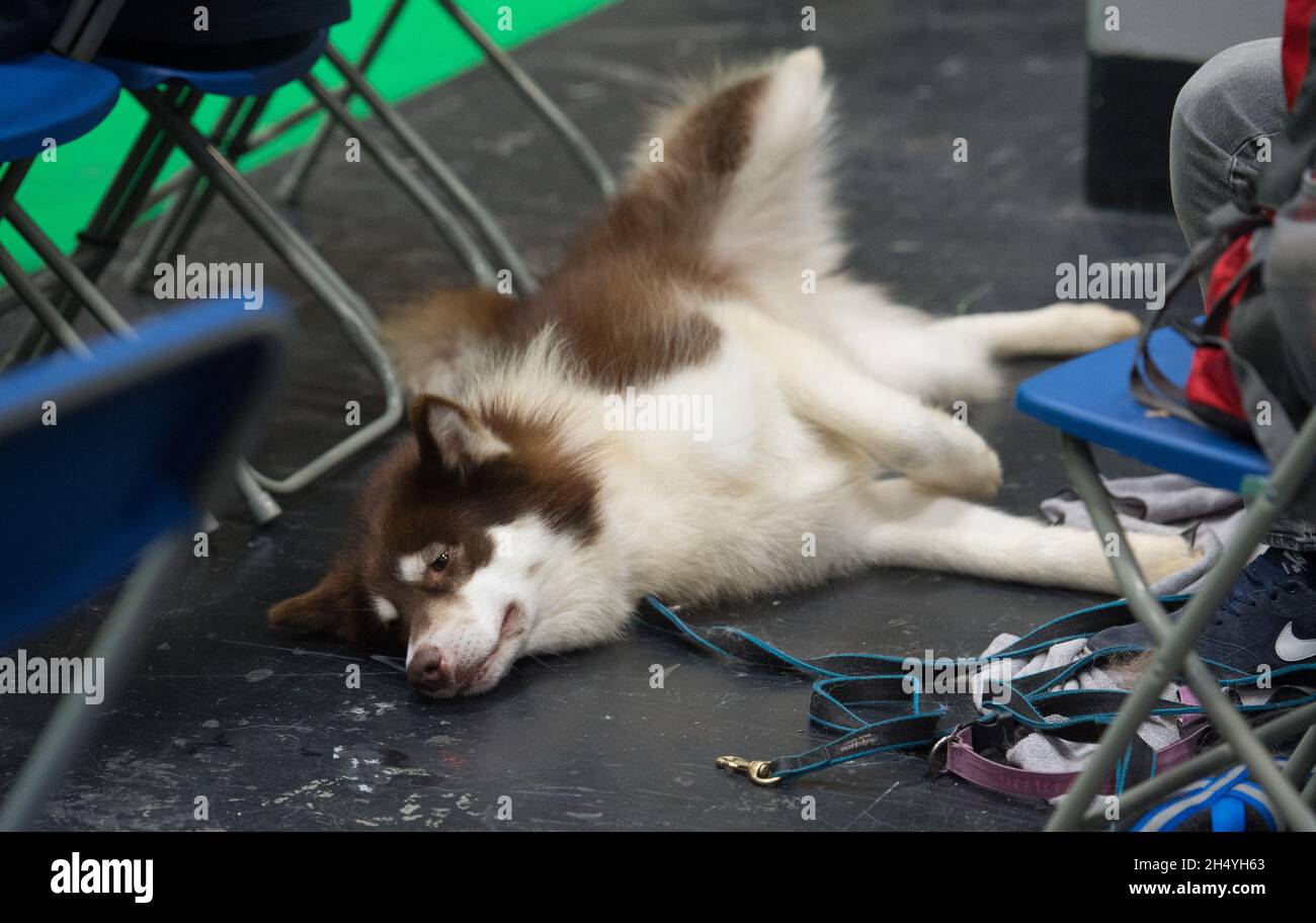 Crufts 2019 hot sale day 2