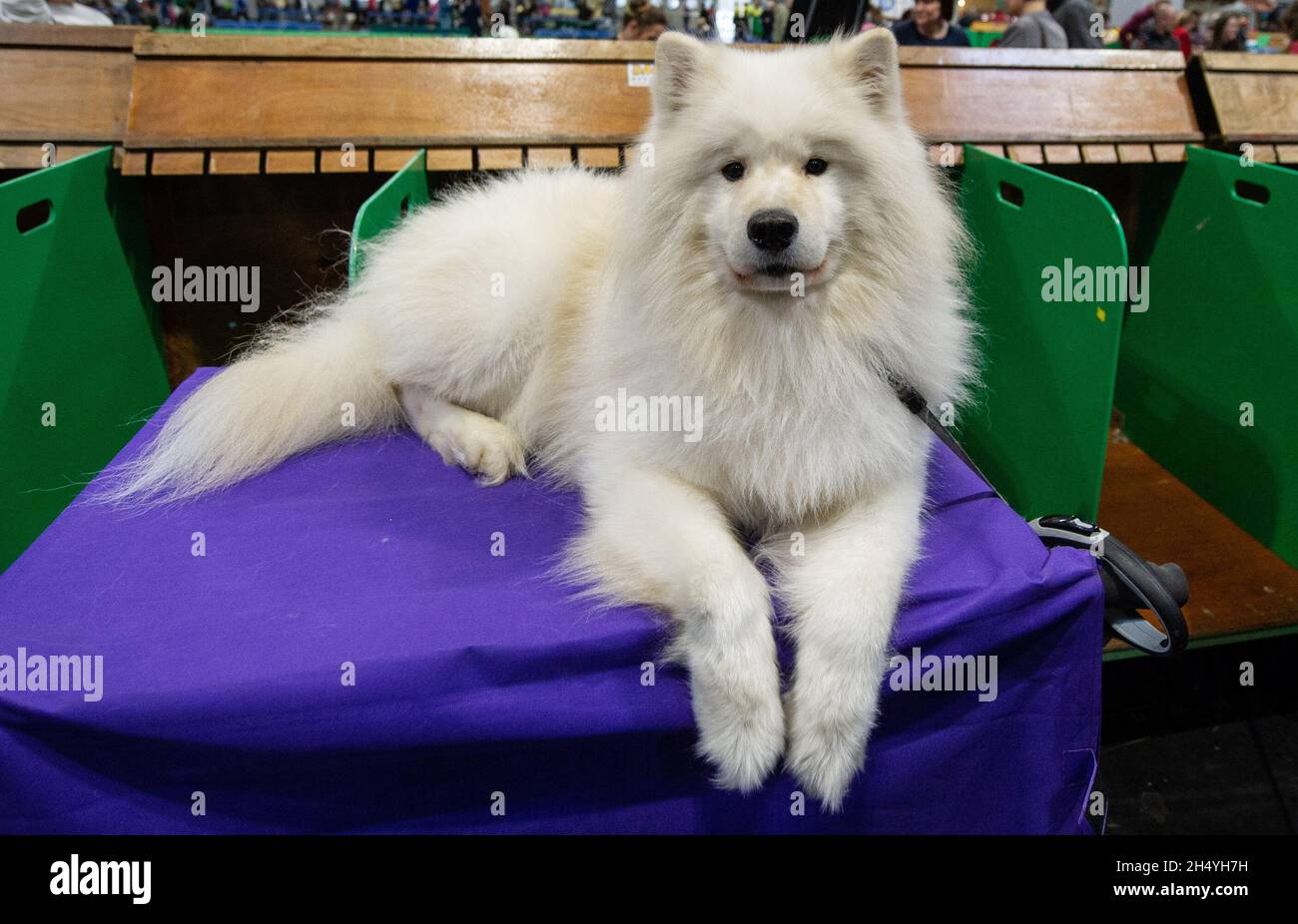 American Eskimo dog on day 3 of Crufts Dog Show at the National Exhibition Centre (NEC) on 09 March 2019 in Birmingham, England. Picture date: Saturday 09 March, 2019. Photo credit: Katja Ogrin/ EMPICS Entertainment. Stock Photo