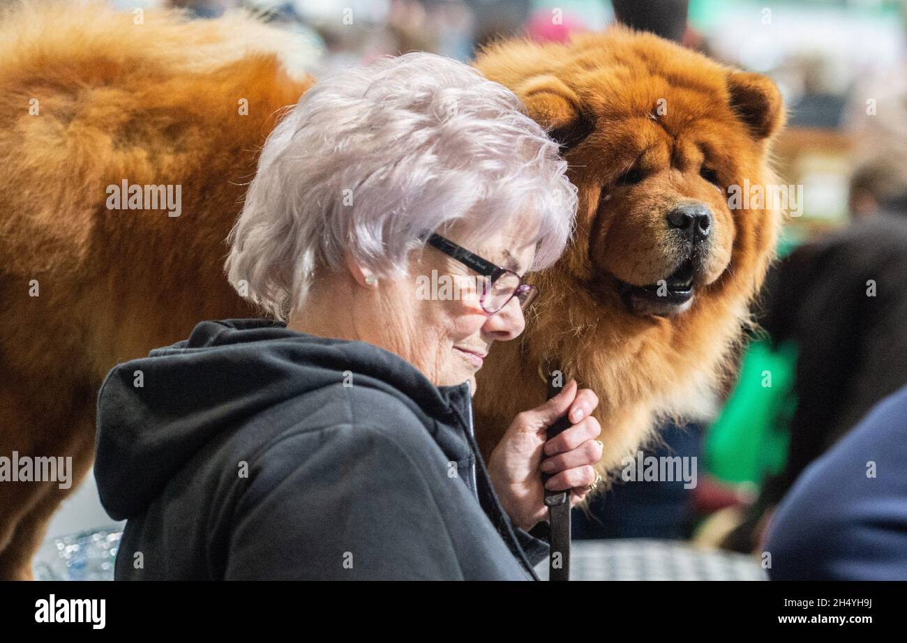 Chow chow crufts sales