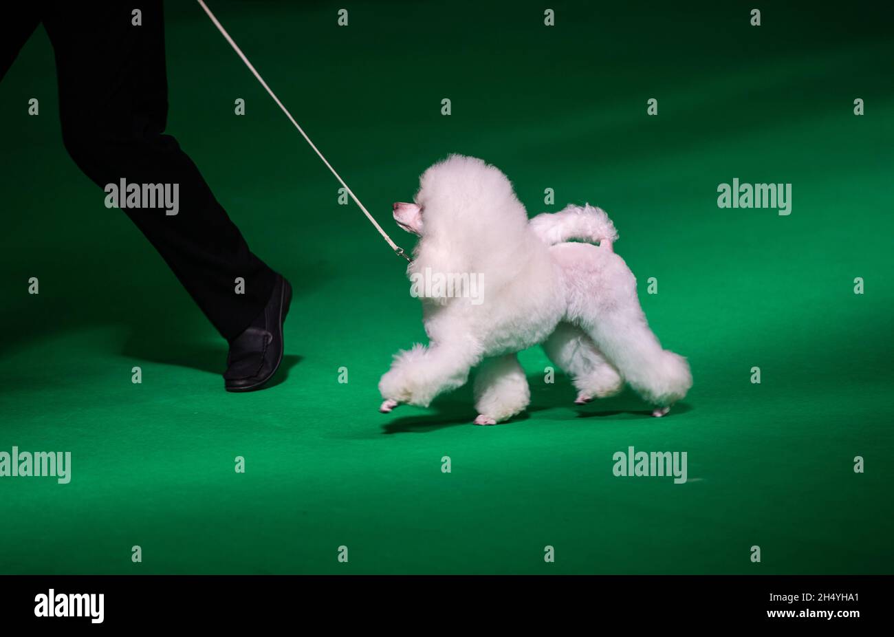 Crufts 2019 cheap day 4
