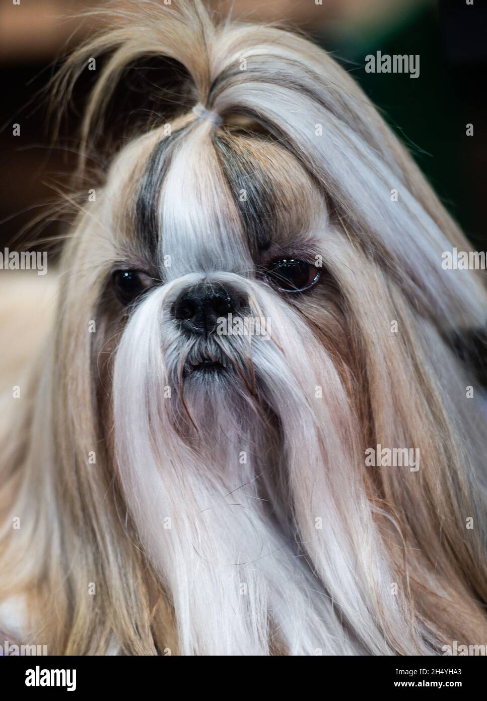 Shih tzu crufts hi res stock photography and images Alamy