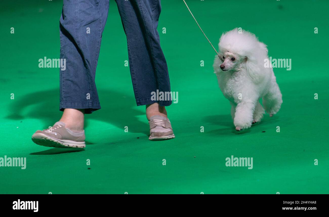 Miniature Poodle judging competition on day 4 of Crufts Dog Show at the National Exhibition Centre (NEC) on 10 March 2019 in Birmingham, England. Picture date: Sunday 10 March, 2019. Photo credit: Katja Ogrin/ EMPICS Entertainment. Stock Photo