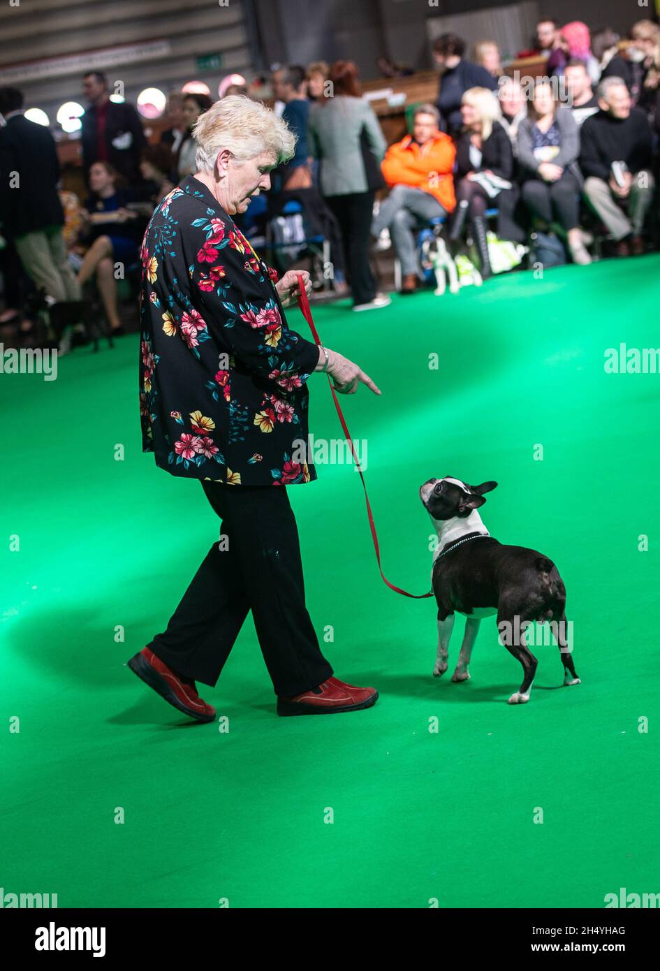 Boston terrier nationals best sale 2019