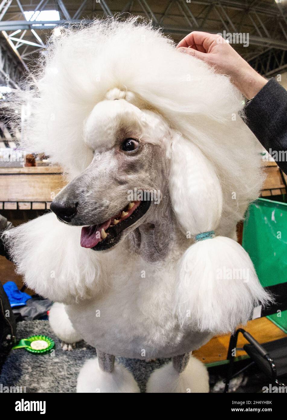 National sales poodle day
