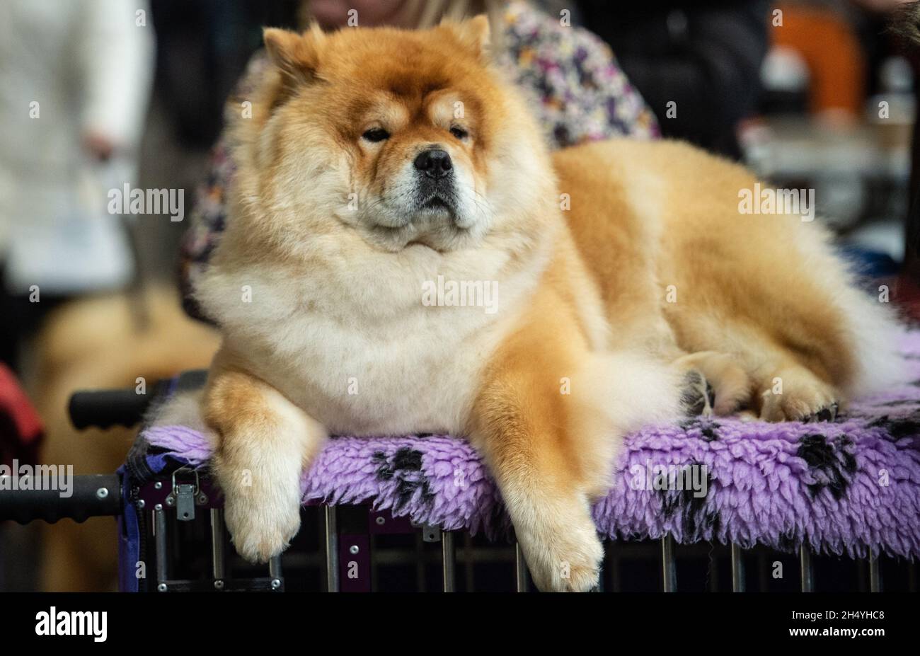 Chow chow best sale crufts