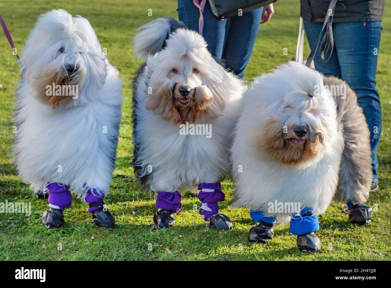 Day four of Crufts dog show at National Exhibition Centre (NEC) on 08 March 2020 in Birmingham, UK. Picture date: Sunday 08 March 2020. Photo credit: Katja Ogrin/EMPICS Entertainment. Stock Photo