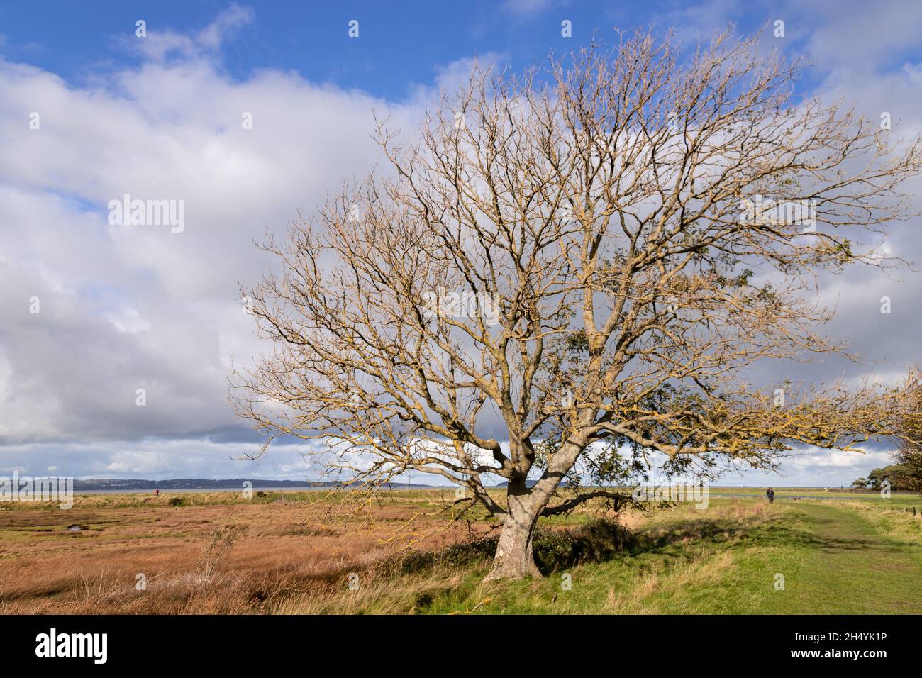 Tree at Llanfairfechan, North Wales coast Stock Photo