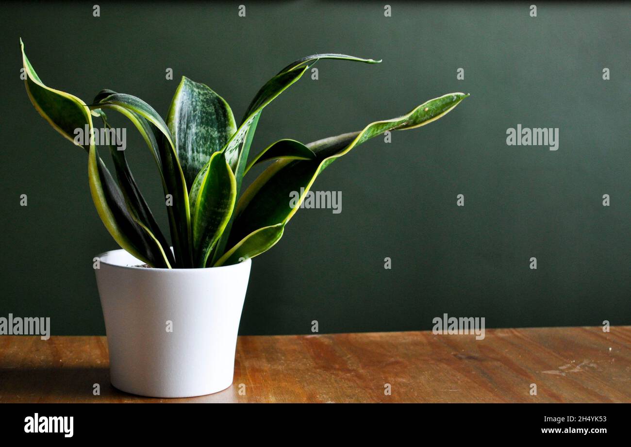 A Mother In Law's Tongue (Sansevieria trifasciata) growing in a white pot. Displayed on a wooden table with a dark green wall behind Stock Photo