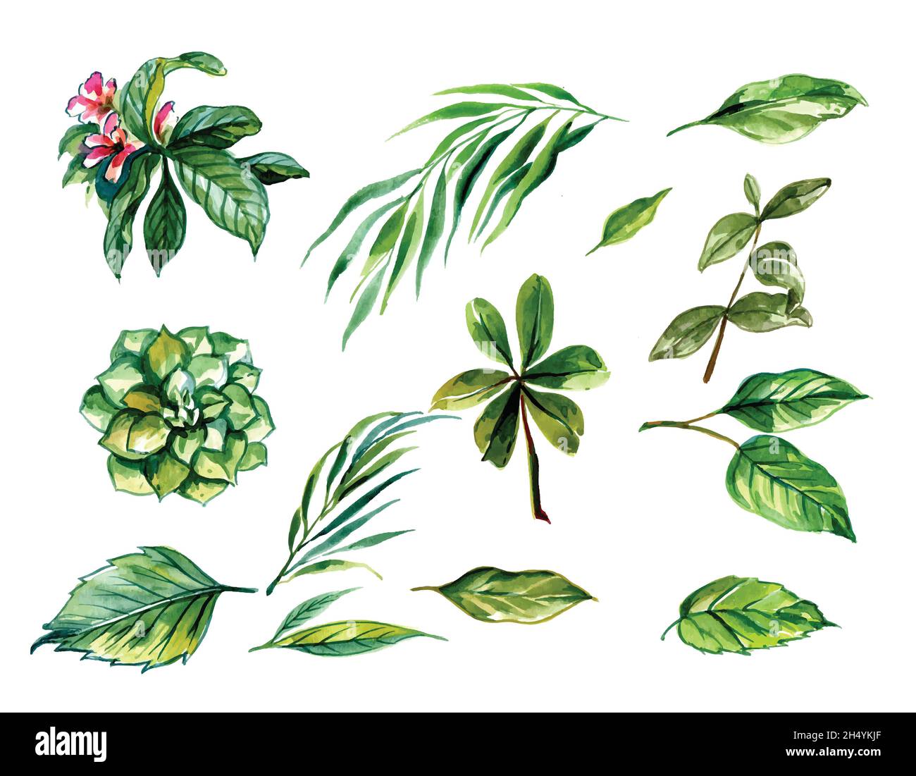 Beautiful green tropical leaves set design Stock Vector Image & Art - Alamy