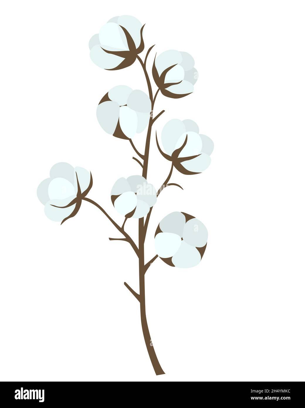 Illustration of cotton plant sketch Stock Photo  Alamy