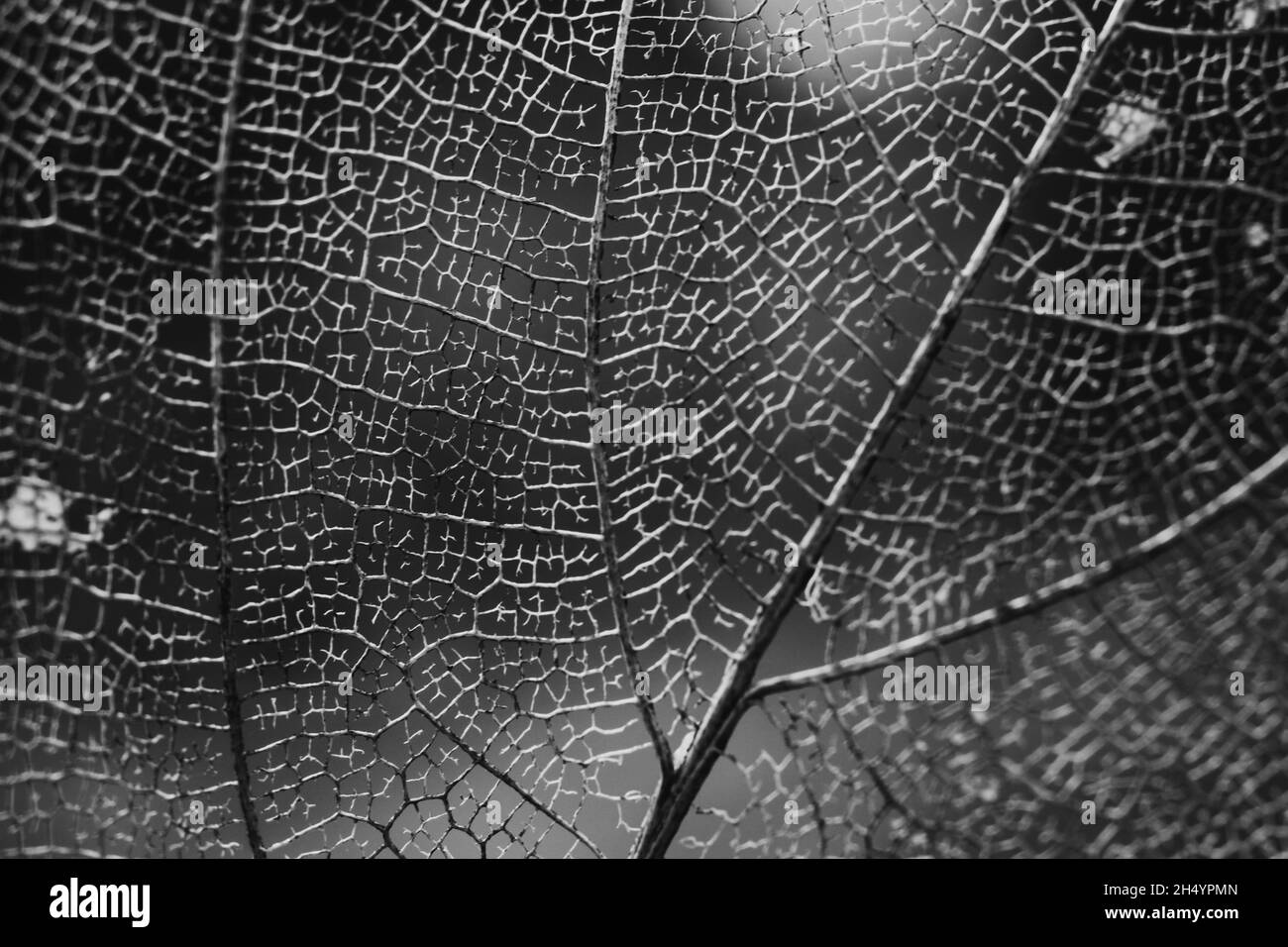 Dry leaves with texture pattern Stock Photo