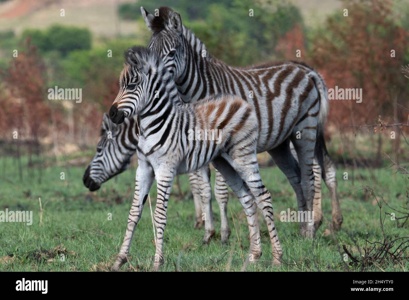 Look at me! Stock Photo