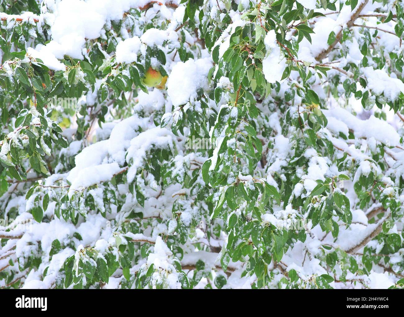 Tree snow leaves foliage hi-res stock photography and images - Alamy