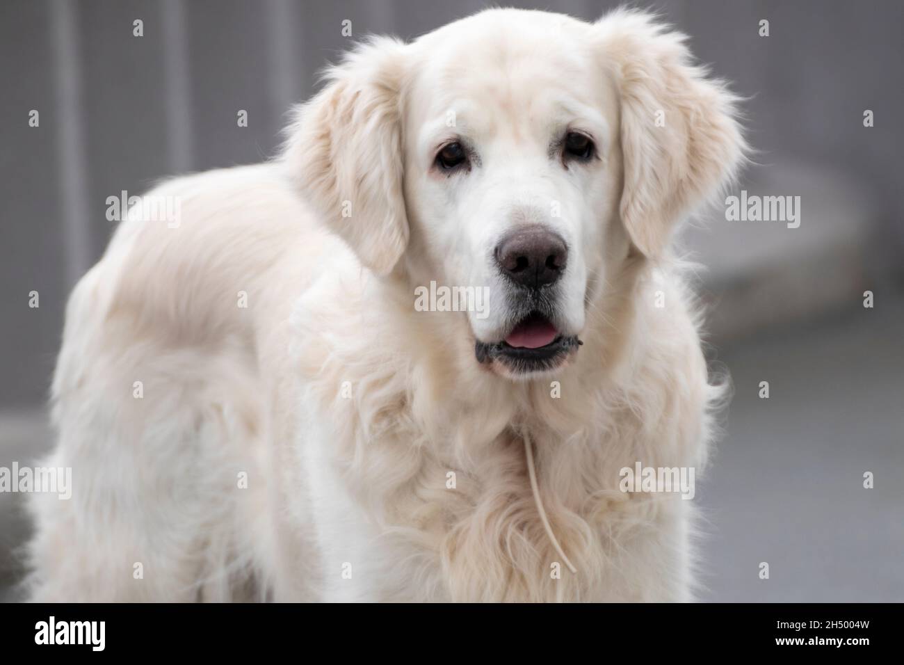 white golden retriever dog standing on the street Stock Photo