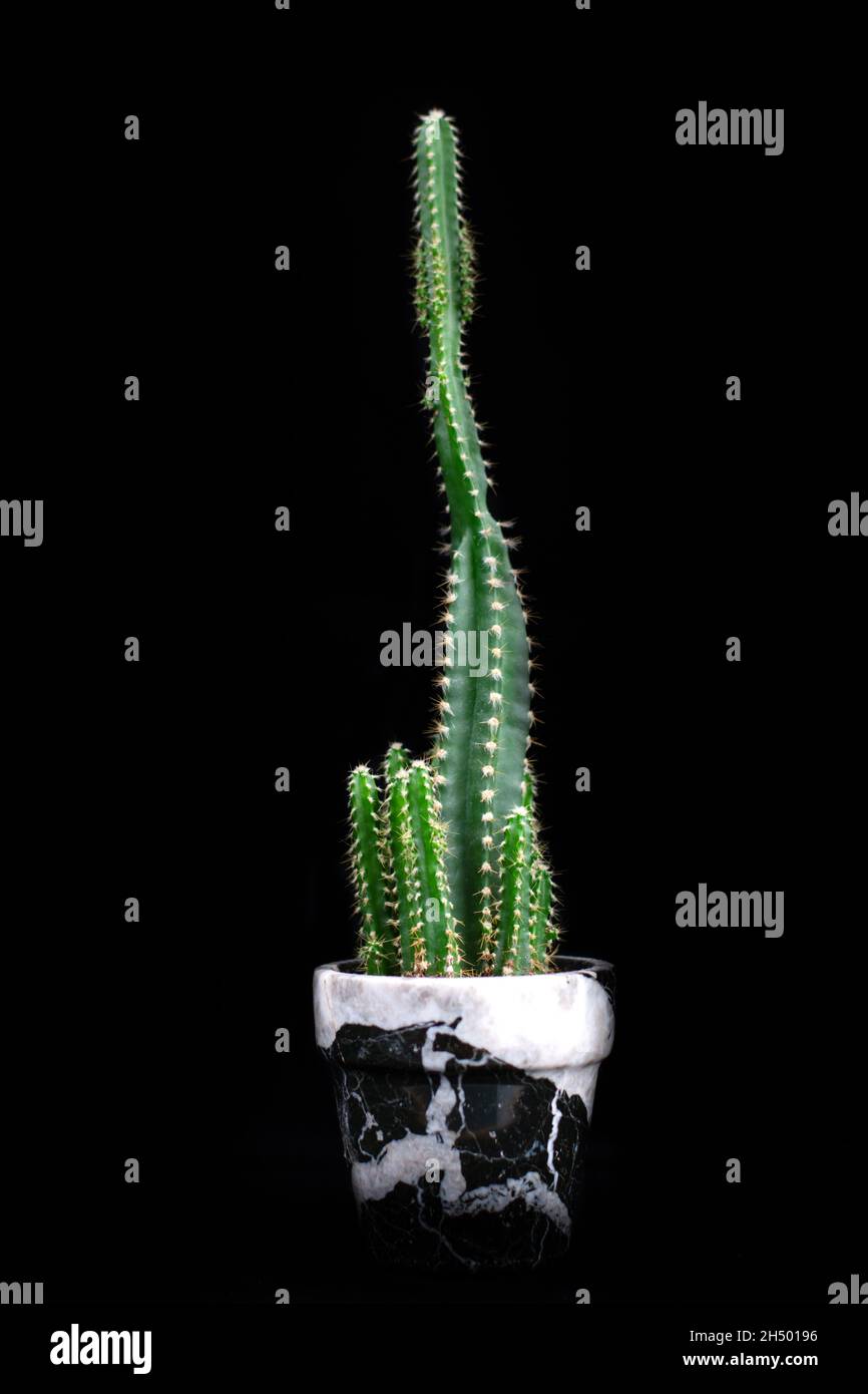 Close up of a cactus in a plant pot on a dark black background. Stock Photo