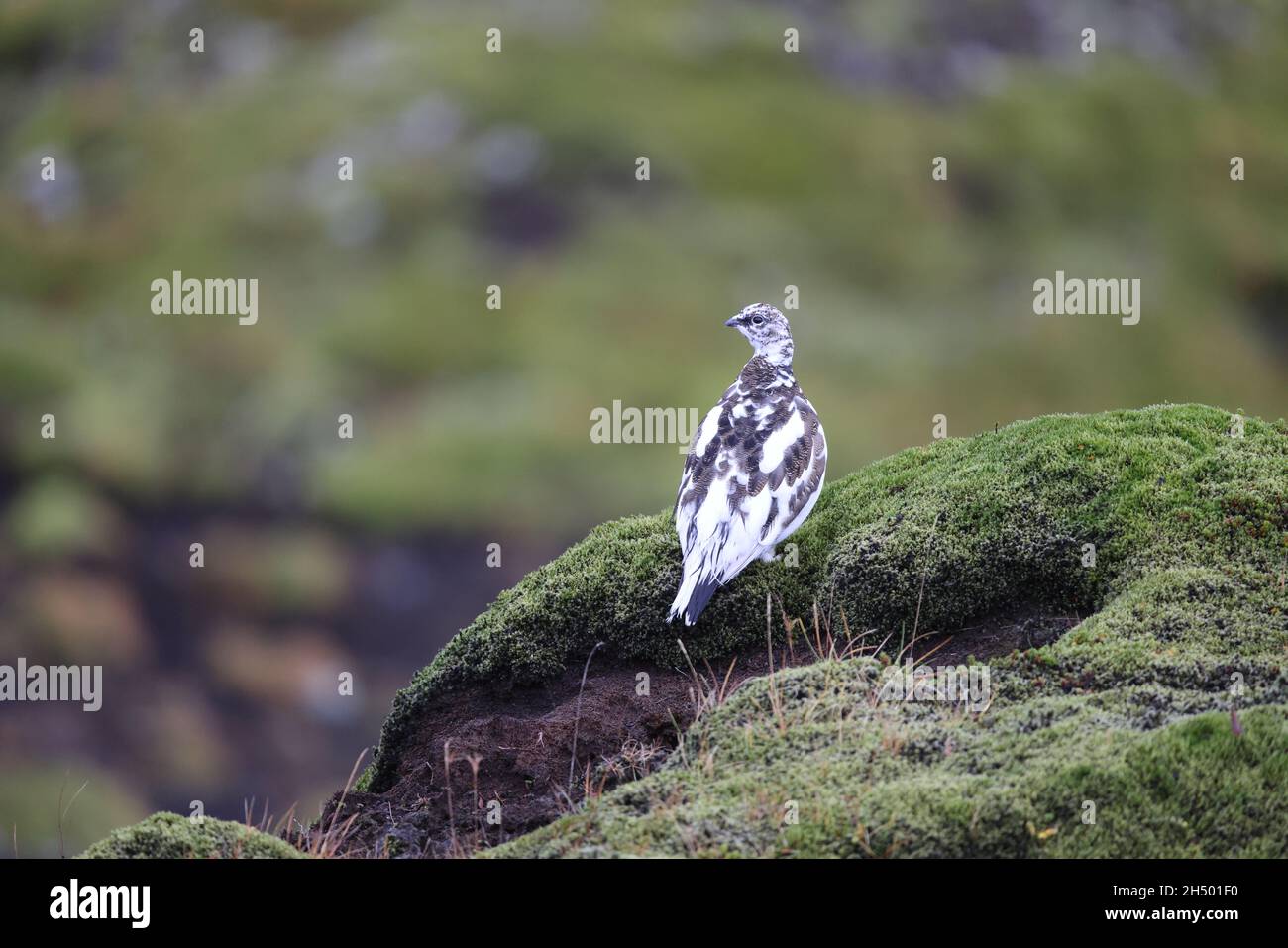 A rock ptarmigan (Lagopus muta) in white winter plumage,  Iceland Stock Photo