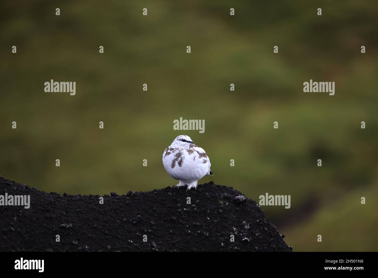 A rock ptarmigan (Lagopus muta) in white winter plumage,  Iceland Stock Photo