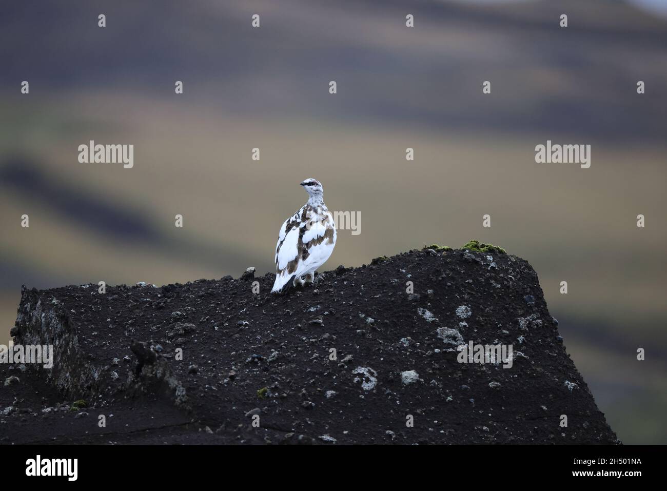 A rock ptarmigan (Lagopus muta) in white winter plumage,  Iceland Stock Photo