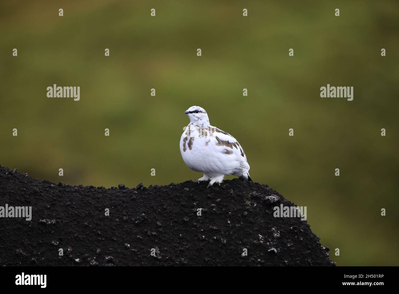 A rock ptarmigan (Lagopus muta) in white winter plumage,  Iceland Stock Photo