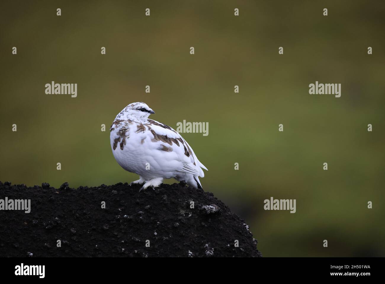 A rock ptarmigan (Lagopus muta) in white winter plumage,  Iceland Stock Photo