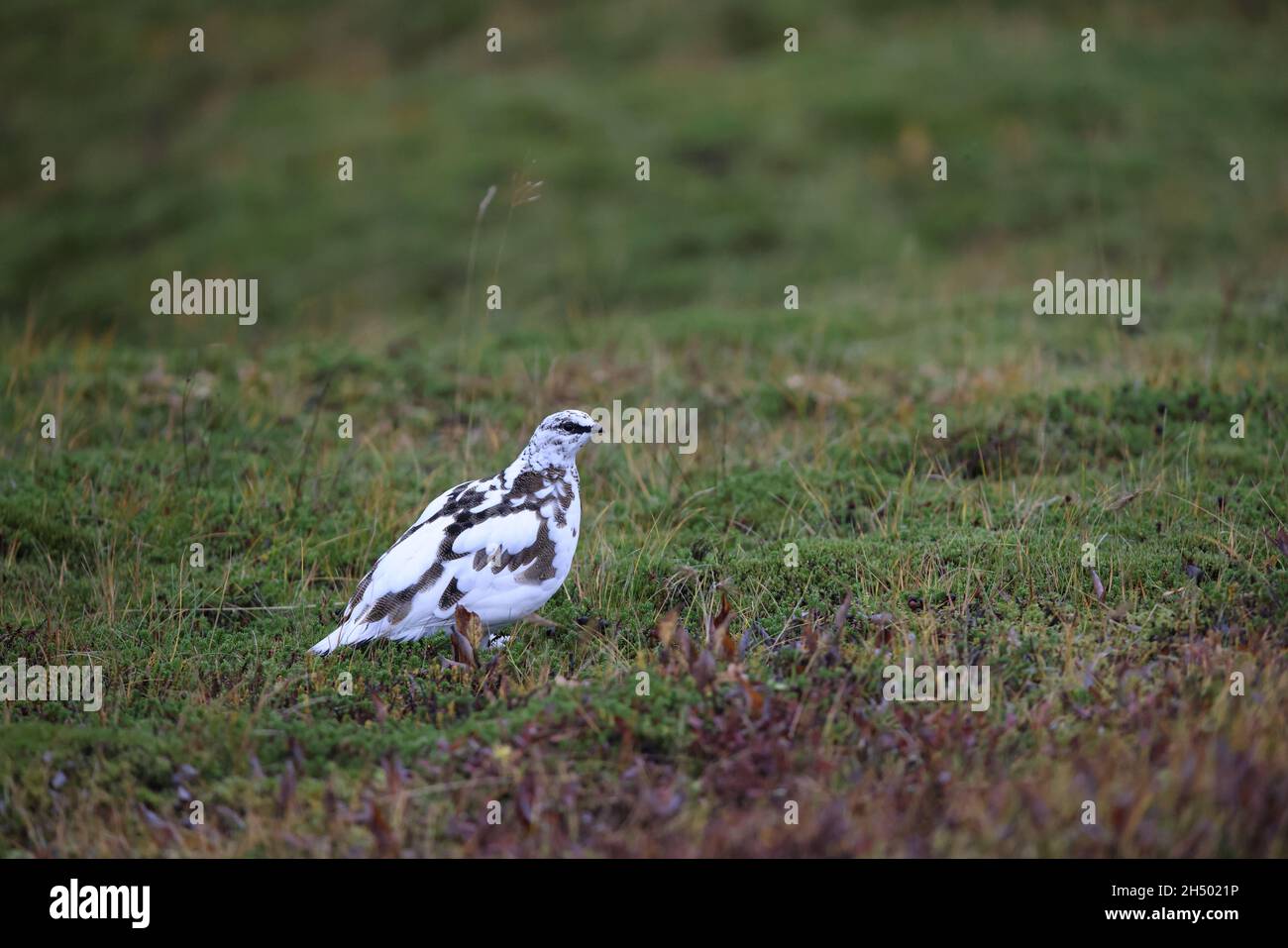 A rock ptarmigan (Lagopus muta) in white winter plumage,  Iceland Stock Photo