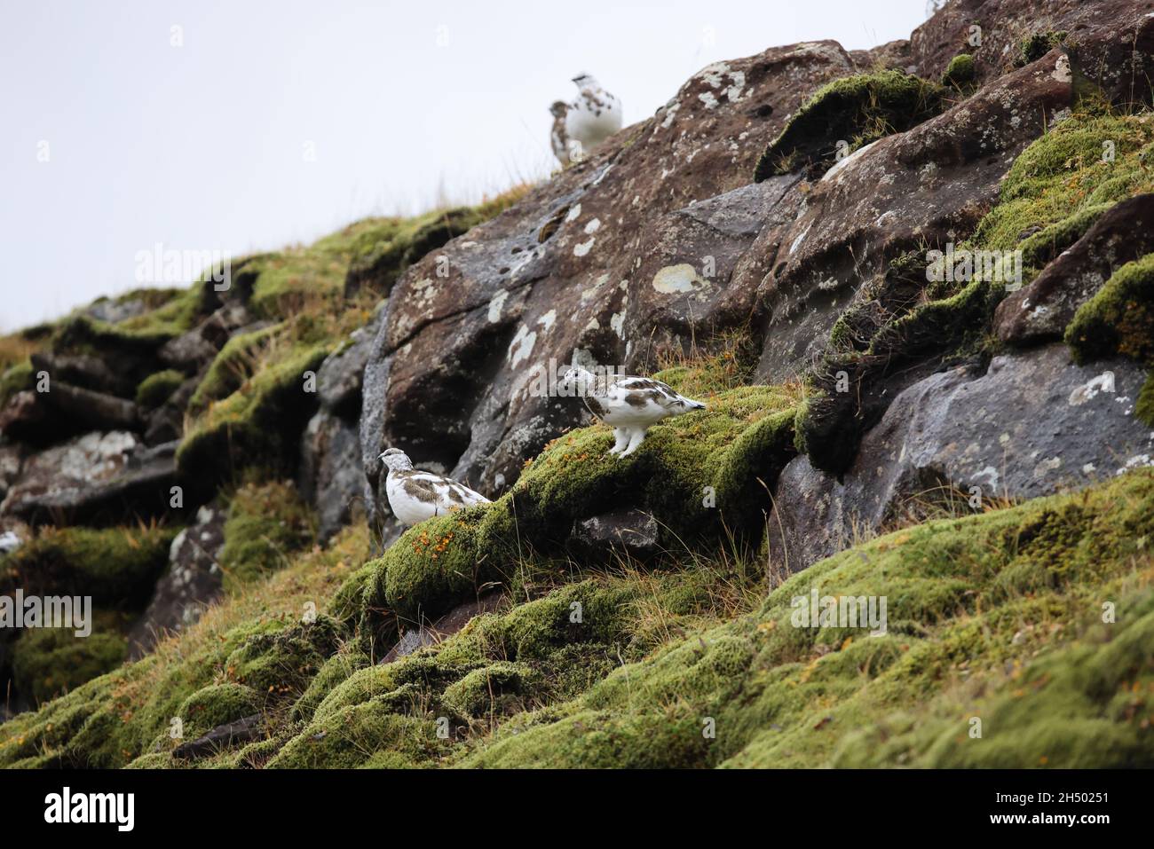 A rock ptarmigan (Lagopus muta) in white winter plumage,  Iceland Stock Photo