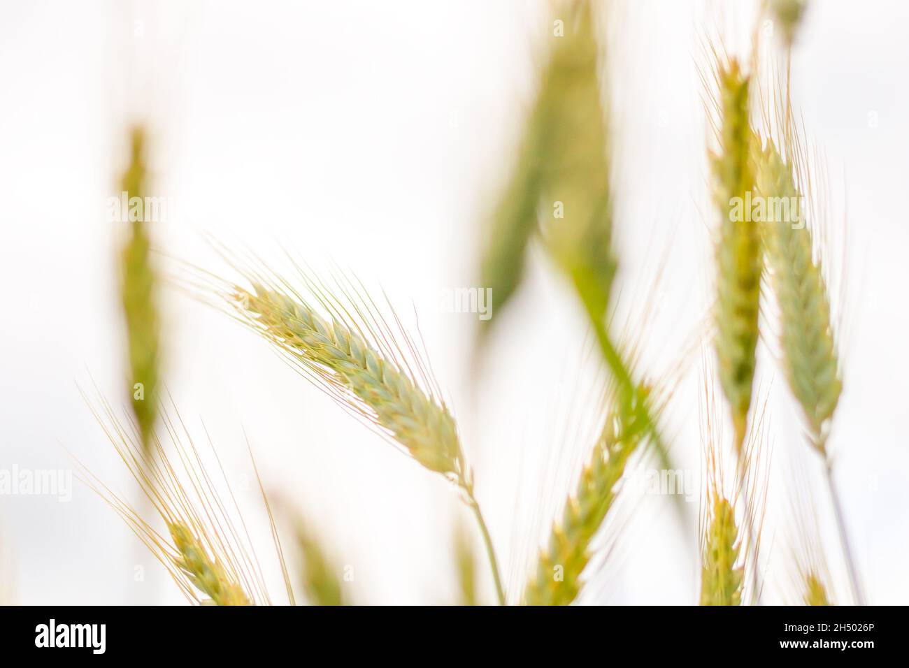 ears of grain in a grain field - a close-up view of Triticale ears Stock Photo