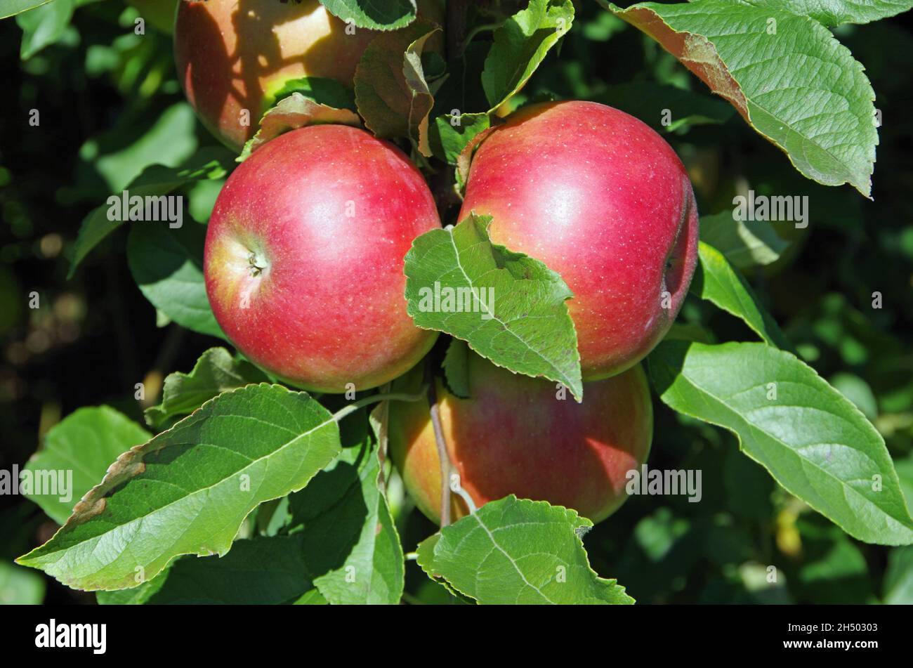 Apples in sunlight hanging from orchard apple tree Stock Photo - Alamy