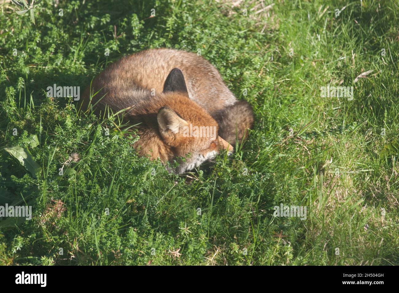 UK weather, London, 5 November 2021: An urban fox enjoys the sunny weather by taking an afternoon nap in a garden in Clapham, South London. Credit: Anna Watson/Alamy Live News Stock Photo