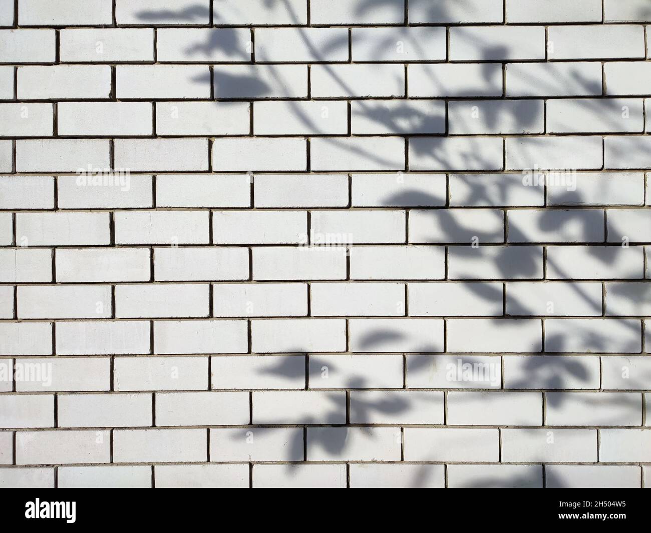 Shadow background of natural tree leaf branch falling on white brick wall texture for background and wallpaper Stock Photo