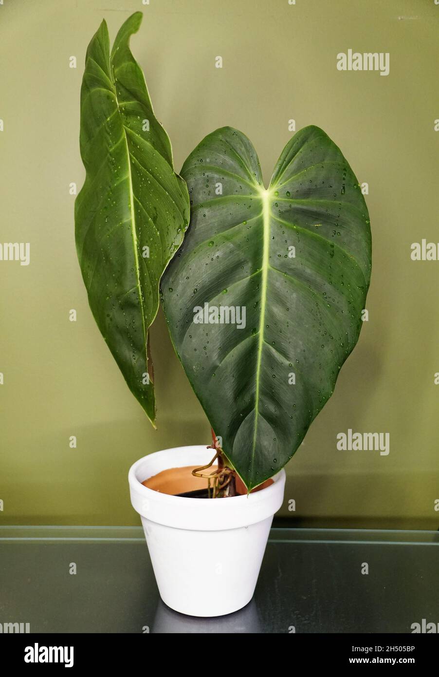 A beautiful green leaves of Philodendron Esmeraldense, a popular houseplant  Stock Photo - Alamy