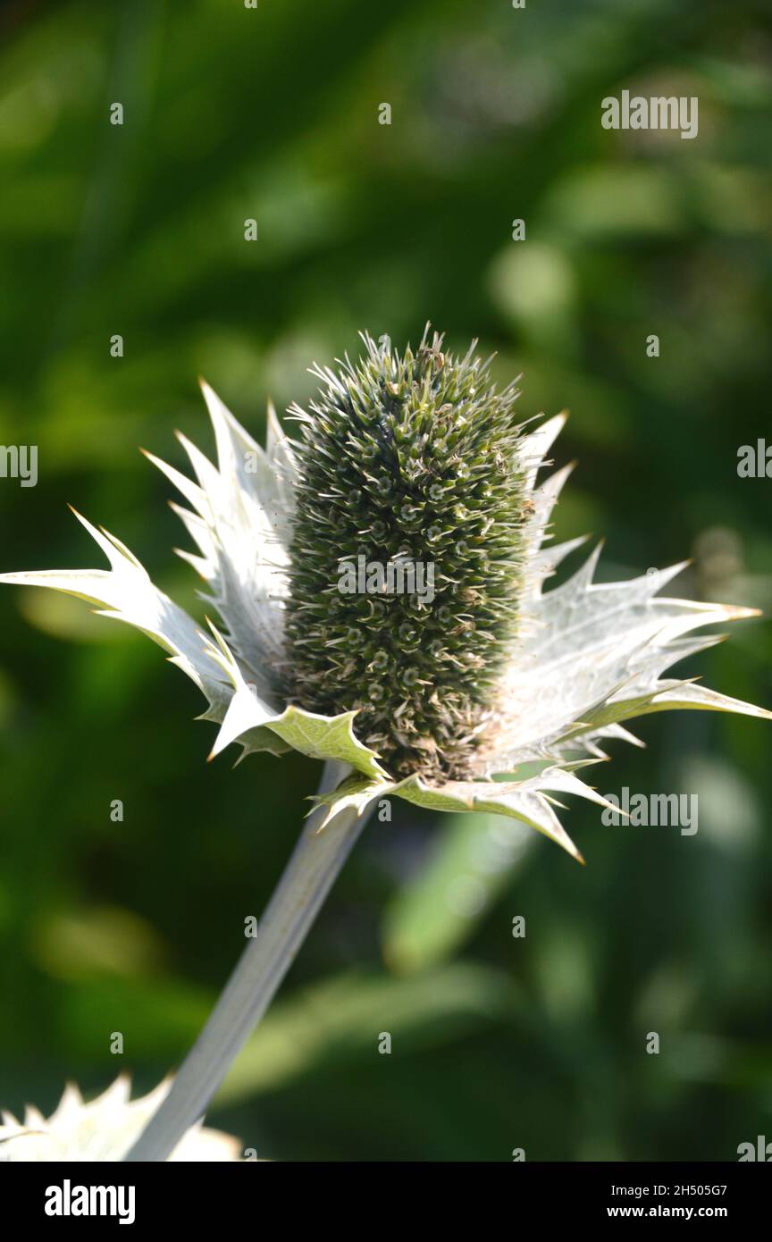 Single Giant Sea Holly (Eryngium giganteum) 'Silver Ghost' grown at