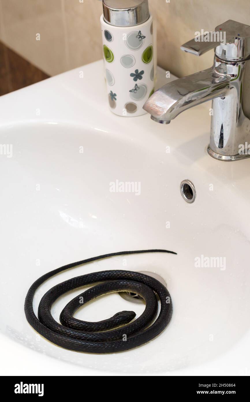 https://c8.alamy.com/comp/2H50864/a-poisonous-black-snake-in-the-bathroom-in-the-washbasin-2H50864.jpg