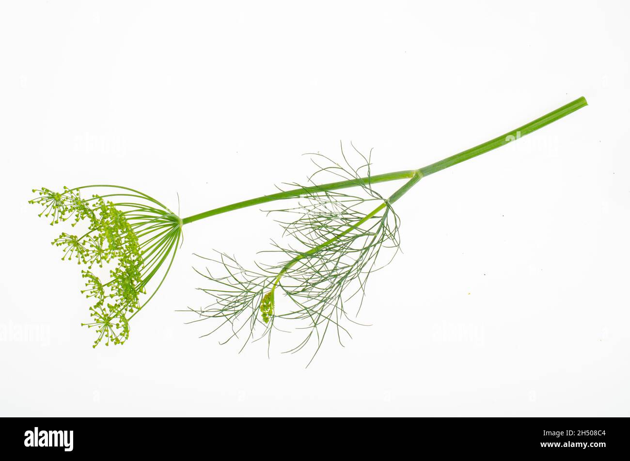 Fresh dill branches on white background. Studio Photo. Stock Photo