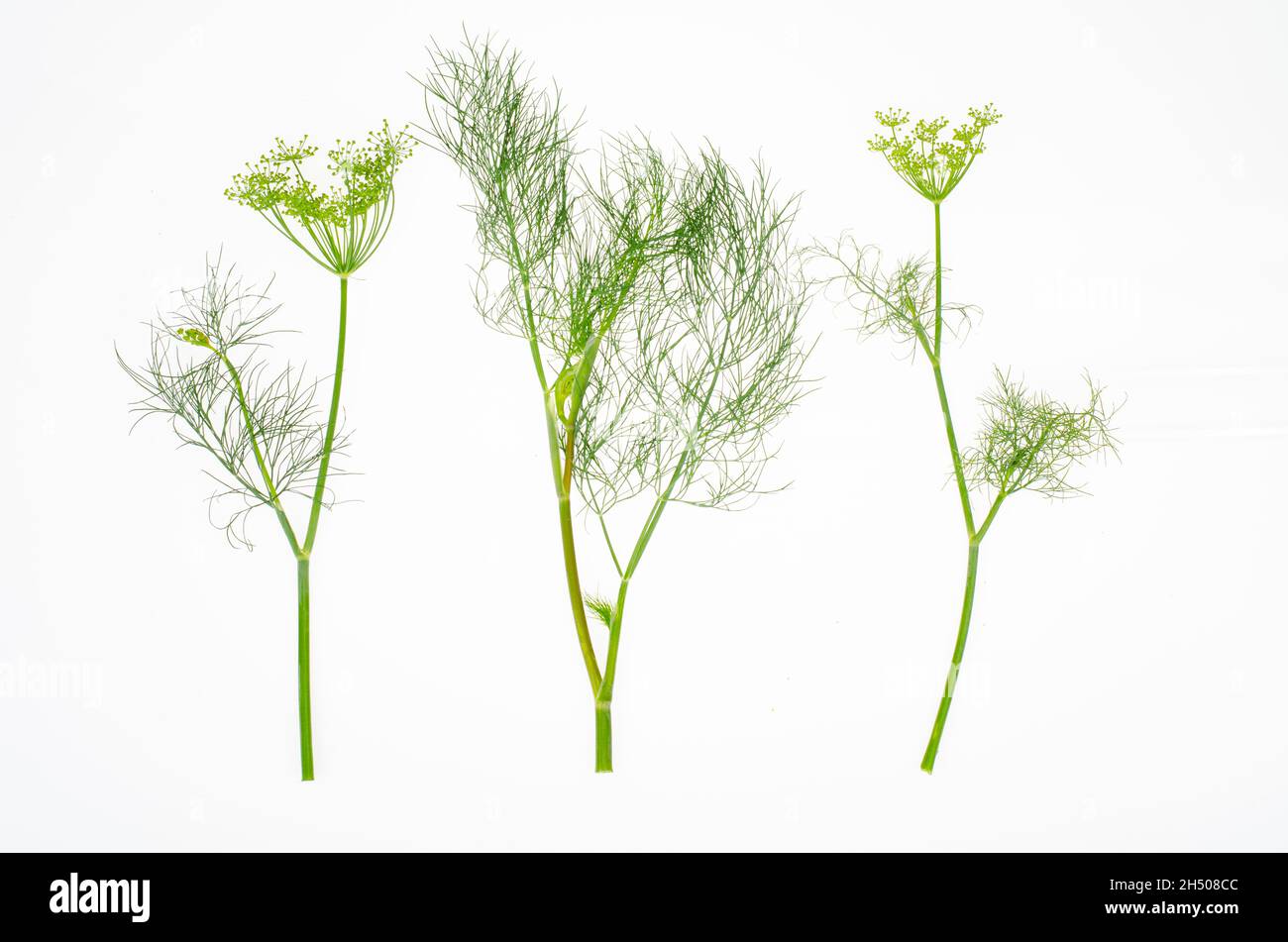 Fresh dill branches on white background. Studio Photo. Stock Photo