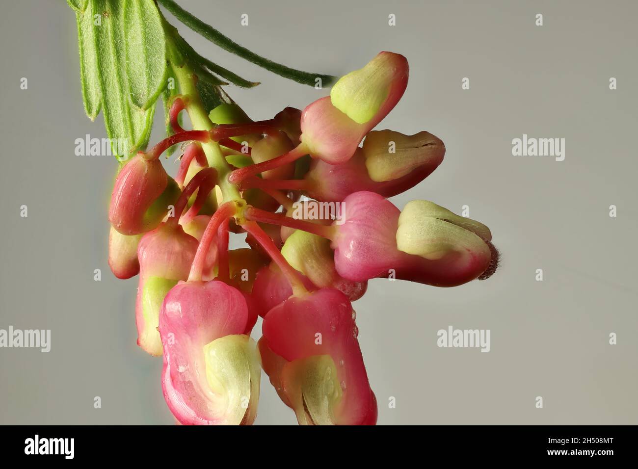 Isolated macro close-up of Grevillea lavandulacea 'Chetwynd' flowers, Australian native Stock Photo