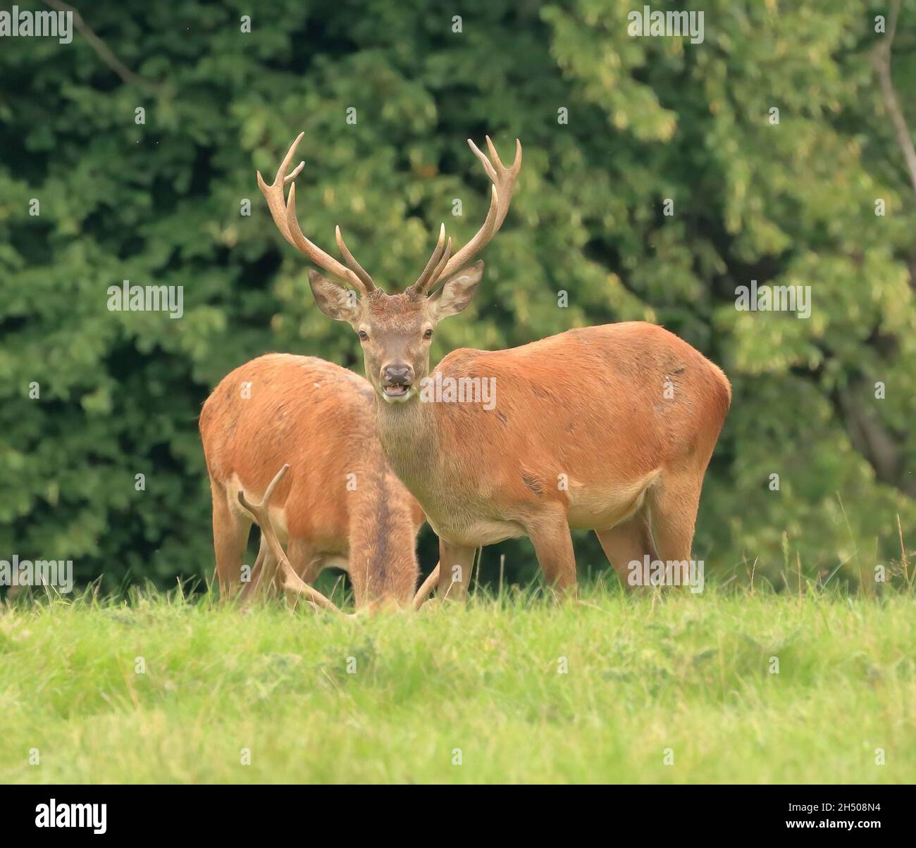 Red Deer (Cervus Elaphus) stags in Studley Deer Park Stock Photo