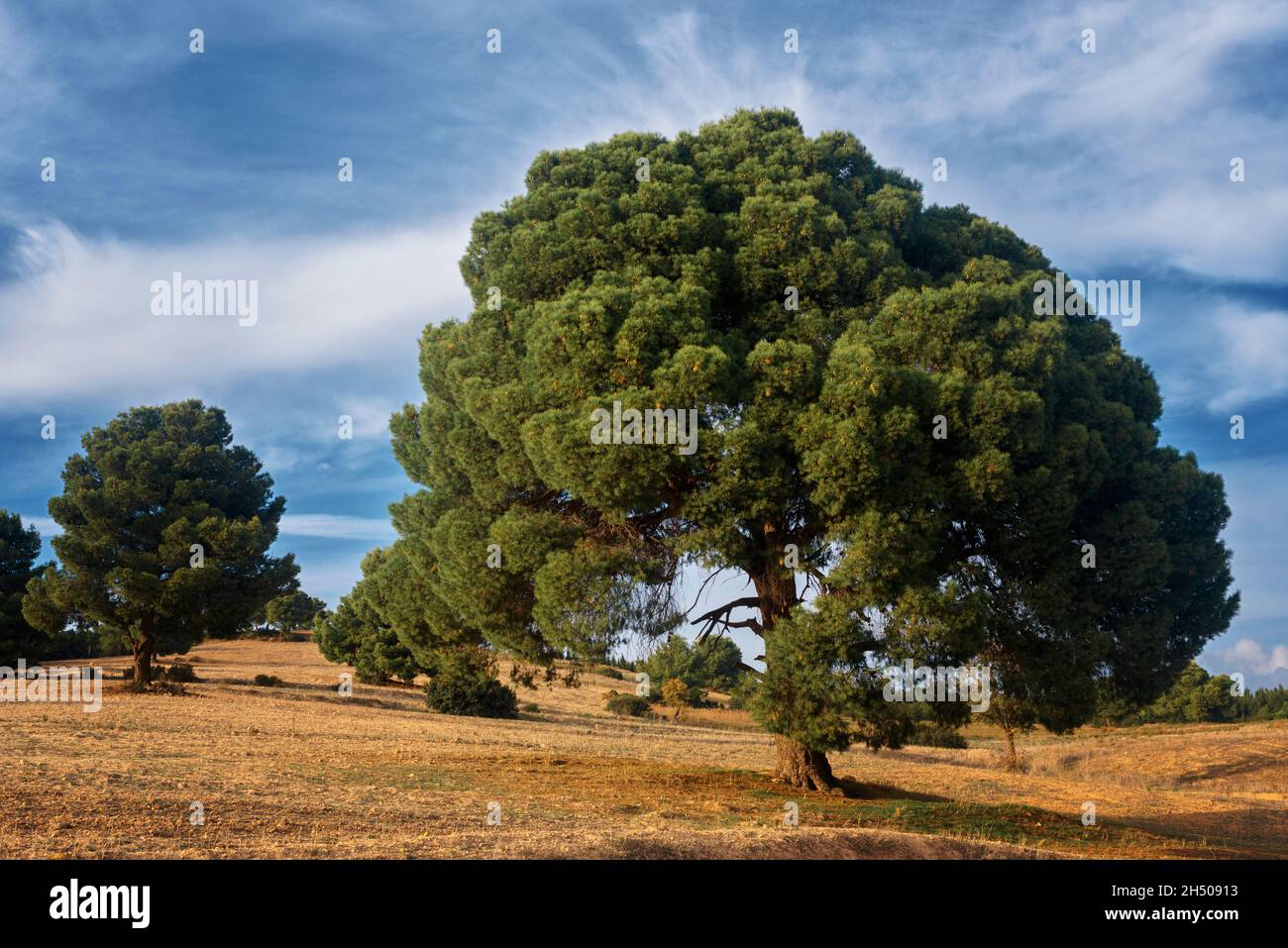 Lush green grass trees blue hi-res stock photography and images - Alamy