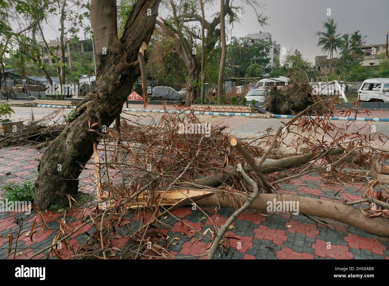 Howrah, West Bengal, India - 31st May 2020 : Super cyclone Amphan uprooted tree which fell and blocked pavement. The devastation has made trees fall. Stock Photo