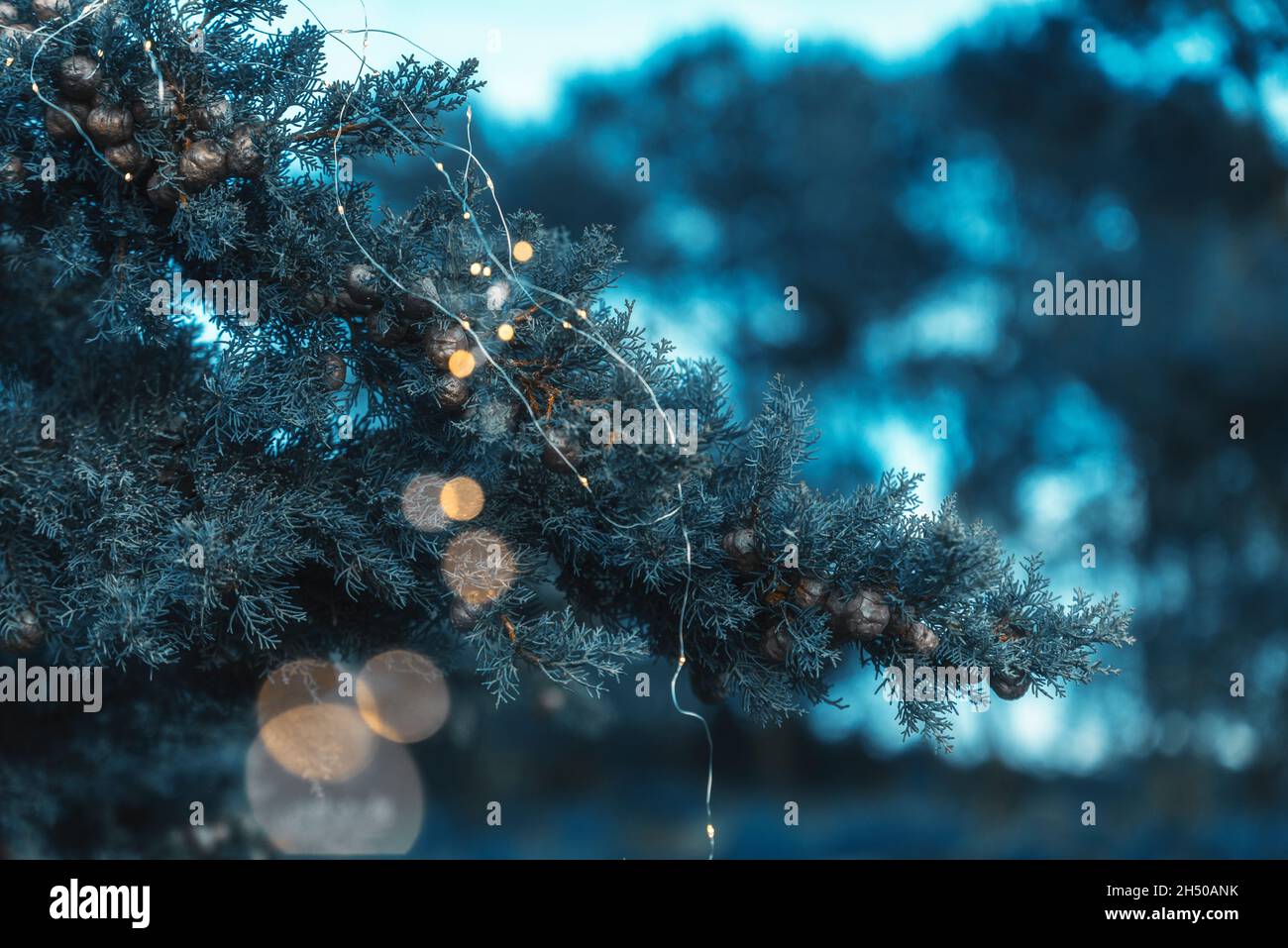 Pine tree with lights for Christmas and New Year Stock Photo