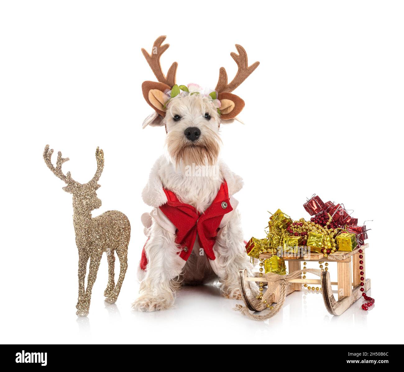 miniature white schnauzer in front of white background Stock Photo - Alamy
